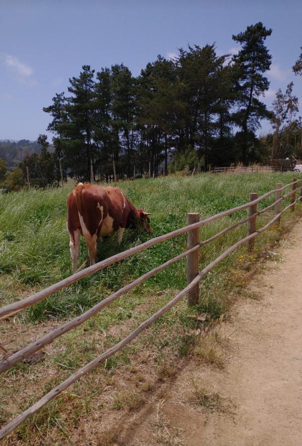 De Campo Vichuquén